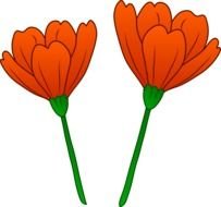 tow red flowers black background