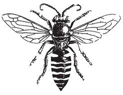 black and white picture of a wasp