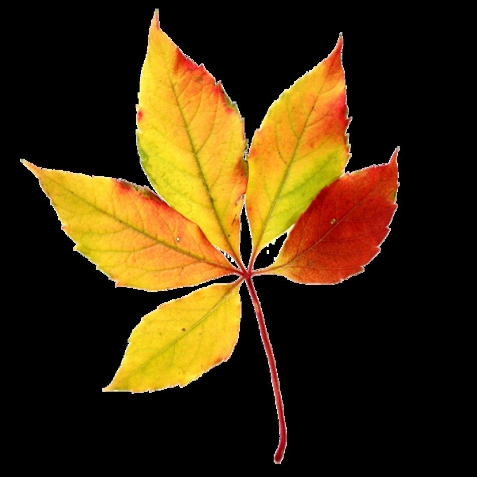 Leaf Free Borders clipart