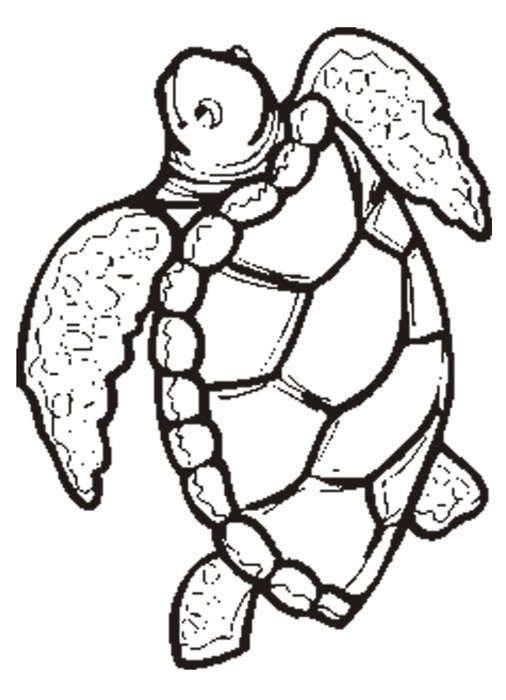 drawing of Jungle Turtle