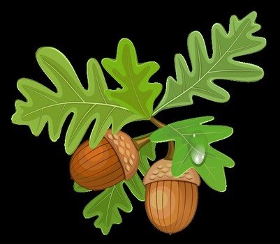 Transparent Leaves With Acorns