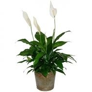 Peace Lily