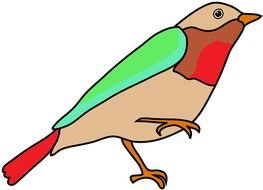 Bird With Bright Colors, Drawing