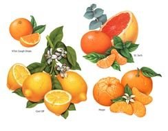 Orange Fruit set drawing