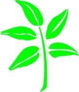 plant leaf on a white background