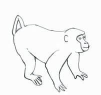 There Is 29 Realistic Chimpanzee Face Outline Frees All Used N2