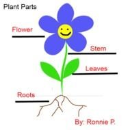 Students Draw Lines To Indicate The Various Parts Of Plant