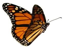 painted tiger butterfly on a white background