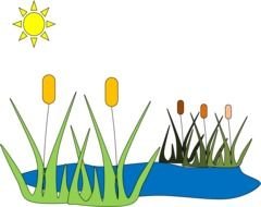 reed on Pond, drawing