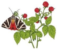 butterfly and raspberry bush on the black background