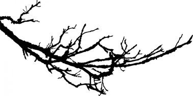 bare Tree Branch, black Silhouette