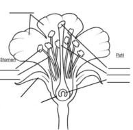Black and white drawing of the flower's construction clipart