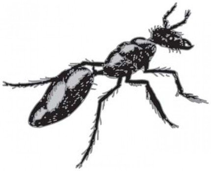 Ant Crawling drawingtors