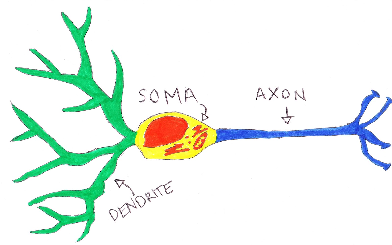 Basic neuron structure, drawing image download