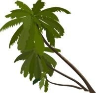 Cartoon Jungle Palm Trees Coloring Sheets Pictures Picture