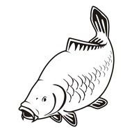 clipart of the Carp fish