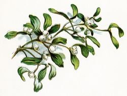 Viscum Berries, Christmas Vintage drawing