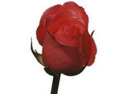 red rose as a picture for clipart