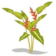 Beautiful heliconia plant clipart