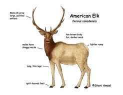 Elk Coloring Pictures