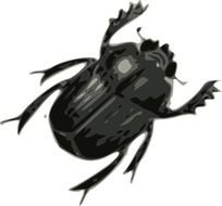 Beetle Black And White Bug Insect Photorealism