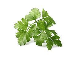 photo green parsley on a white background