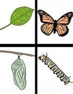 Life Cycle Of The Butterfly drawing