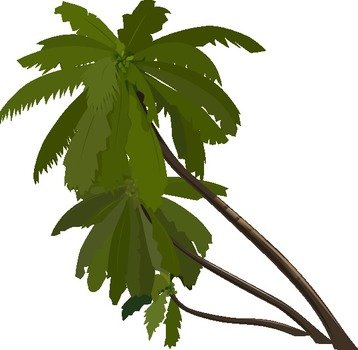 Cartoon Jungle Palm Trees Coloring Sheets Pictures Picture