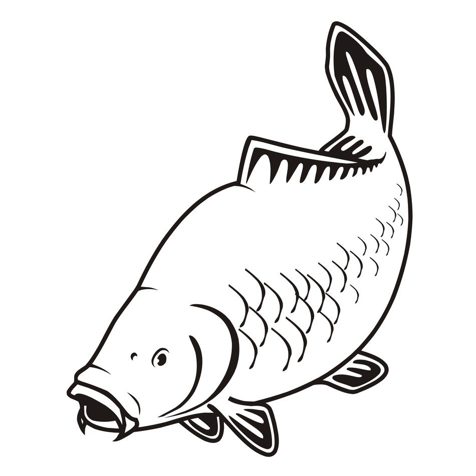 clipart of the Carp fish