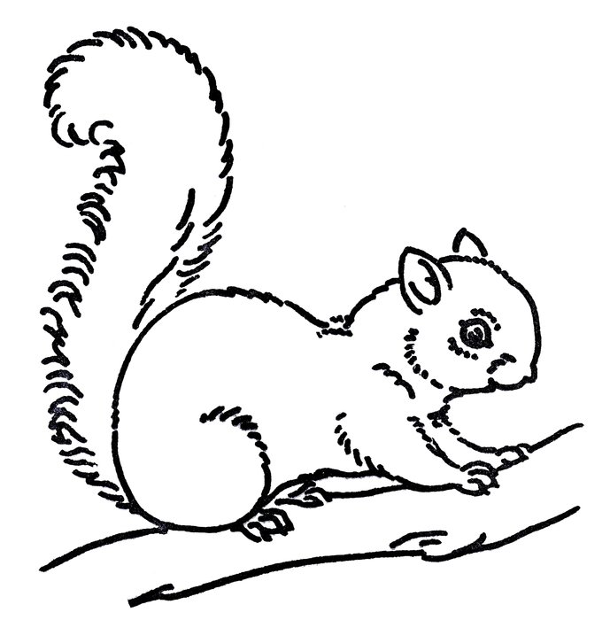 Black and white drawing of the squirrel clipart