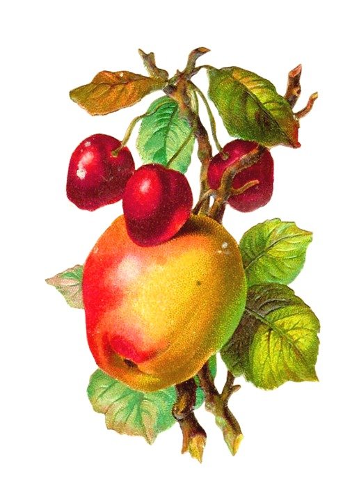 Fruit Braeburn drawing
