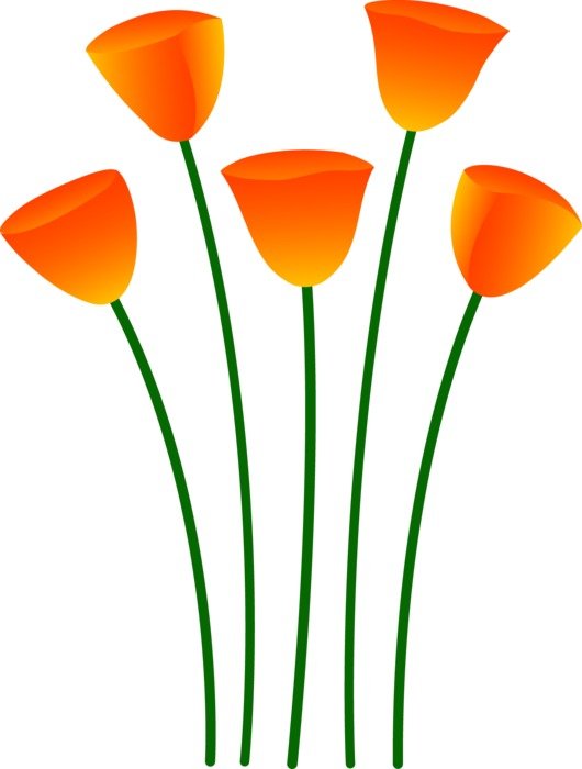 drawn five orange poppies on a white background