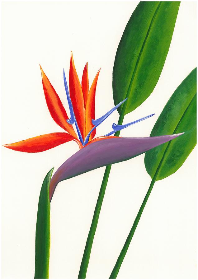 Bird Of Paradise Plant drawing free image download