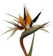 Clipart of Bird Of Paradise plant