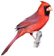 Ä°llustration of Cardinal bird