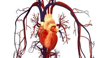 Cardiovascular System drawing