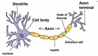circuit sensory neurons