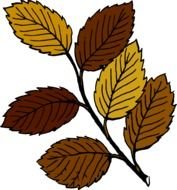 Autumn Leaves On Branch clipart drawing