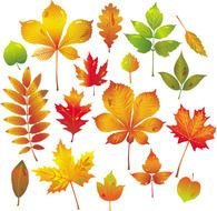 Free Vector Nature &amp;gt Autumn Leaves