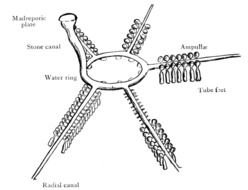 Starfish as a graphic illustration