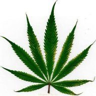 The Definitive Marijuana Guide From Cannabis Uk clipart