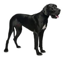 Gallery For &amp;gt Black Dog Jpg