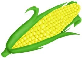 cartoon Corn drawing