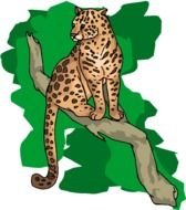 leopard on a tropical tree branch