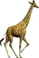 Giraffe as a picture for clipart