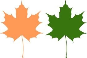 drawing of yellow and green Maple Leaves