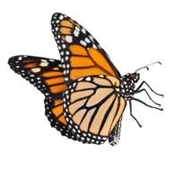 monarch butterfly at white background, drawing