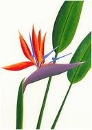 Bird Of Paradise Plant drawing