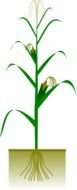 cultivated corn plant