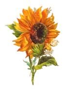 Antique Images flower drawing